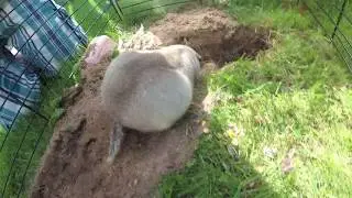Richardson's ground squirrel is making cave