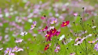 🌿✨️Nature Vision Relaxing Share Subcribe Like 
