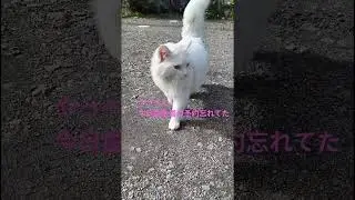 タマスケダッシュ！#保護猫 #タマ #猫のいる暮らし #猫のいる生活