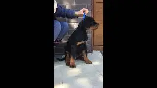 Splendid Rott Vito Corleone 11 weeks (Eminem vom Hause Edelstein x Beta vom Hause Edelstein)