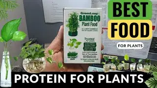 GreenLoop Bamboo Plant Food for Money Plants and All Plants | Nutrition for Plant Growth & Strength