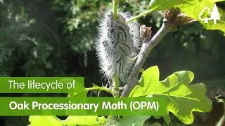 The Lifecycle of Oak Processionary Moth (OPM)