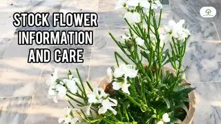 Stock flower | Information | Made by plant care With Sahar