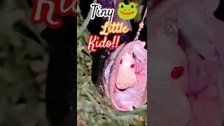 Kido Frog Lure&rsquo;s First Test Ends in Monster Snakehead Catch! 💥🐸