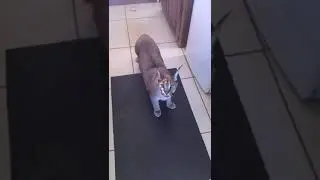 My Pet Lynx is very Angry this Morning  *Caracal*