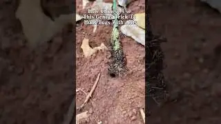 How Chinese Use Ants With This Genius Trick To Hunt Bugs 🐜🪳 #ChineseLifeHacks #CleverTricks
