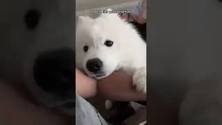 Attention 24/7 please #shorts #video #samoyed #puppy