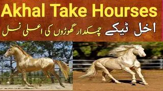 Akhal Take | Most Beautiful Horses In The World اخل تیکے