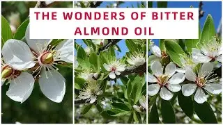 Transform Your Health Naturally: The Wonders of Bitter Almond Oil