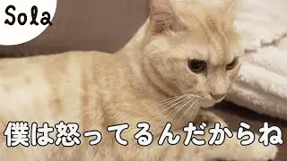 飼い主のひとことでプライドが崩壊した猫…気づいていない猫のプライド