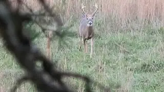 Self Filmed Muzzleloader ACTION | Hunting the RUT in Virginia