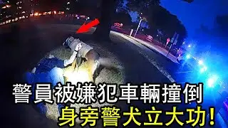 警員追擊嫌犯被車輛撞倒，身旁警犬立大功！