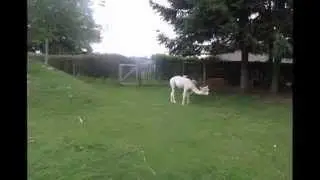 Alpacas in action