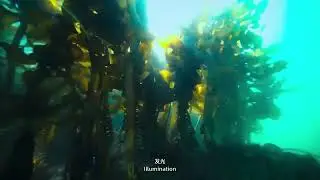 Algae #Algae #MarineLife #OxygenProvider #SeaGlow #UnderwaterWonders #OceanScience