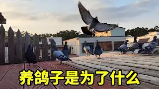 喂鸽子的人有多少？你们喂鸽子是为了什么？ #鸽子#养鸽人#信鸽赛鸽