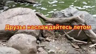 ,,Проблемы воспитания детей в Америке.Разочарование ,,((Problems of parenting in America))2020