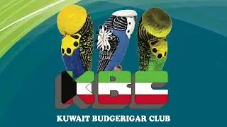 KUWAIT BUDGIE SHOW 2019