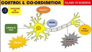 NEURON Structure and Function 🔥Most Important Topic Class 10 CBSE #neuron #nervoussystem #biology
