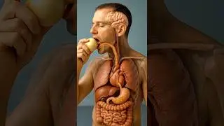 What happens when you eat Onion #3danimation #health #anatomy
