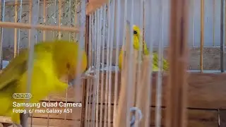 canário da terra é melhor com fêmea ou sem fêmea?