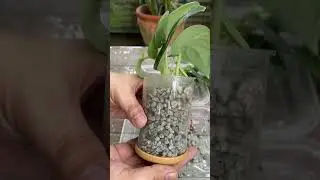 Silver Satin Pothos Water Propagation Using Pumice