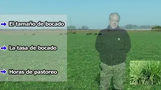 Bovinos: consumo en pastoreo