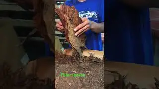 Where tradition 🏛️ meets excellence   #cigar #leaves #work #facts #filler #passion #love #china