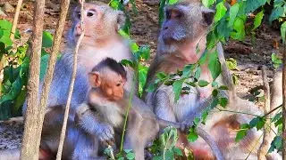 Really pity baby Vigo look so dark-side eyes | Adorable monkey lifestyle