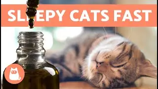 How to Get Your CAT to Sleep in 10 Seconds 🐱💤 | 5 Tricks to Make a Cat Fall Asleep Fast ✅