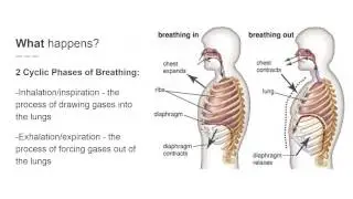 Anat 100 Presentation - The Respiratory System