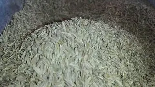 JEERA PER KG RATE 2024 CUMIN SEEDS BHAV REVIEW IN PAKISTAN ZEERA KA RATE WHOLESALE MARKET #jeera