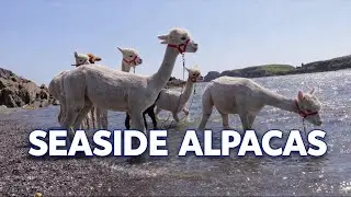 Welcome to Seaside Alpacas | Life on a coastal Alpaca Farm in Ireland