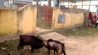 WORLD OF AMAZING :  FIGHT BETWEEN TWO GOATS  AT ASSAM