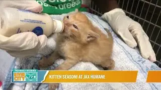 PAWsing For Pets with Jax Humane: Sponsored by Forever Vets | River City Live
