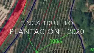 Plantación Aguacate 2020
