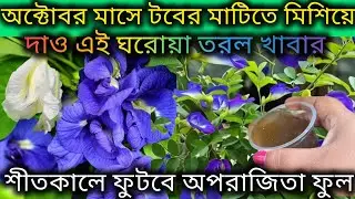 অপরাজিতা গাছের শীতের আগের পরিচর্যা/Aparajita flower plant care in october month/Aparajita ki care. 