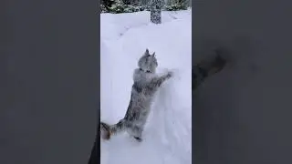 Adorable Cat Embraces the Arctic Vibes in Hilarious Cold Weather Antics!