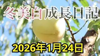 ♯615【桃の成長日記】2021年冬に植えた冬美白を追いかけます【観察報告23回目】