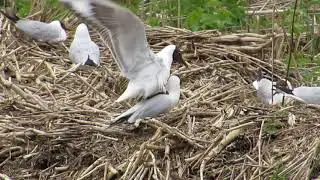 Жизнь гнездовой колонии озерных чаек (Larus ridibundus)