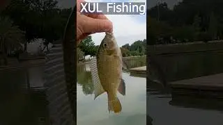 מושט באגם בפארק הירקון ב XUL 🐟- Tilapia in XUL fishing#  #shragami