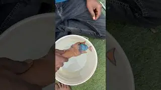 Fish Amazing 🤩 art Using 2 Number Step By step! #art #shorts #youtubeshorts #ashortaday !!
