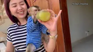 Baby Monkey Dodo  DouDou Eat Guava Fruit With Mother