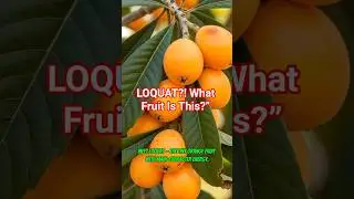 Loquat: The Tiny Fruit with a Big Surprise! #fruitfacts #fruit #fruitarian