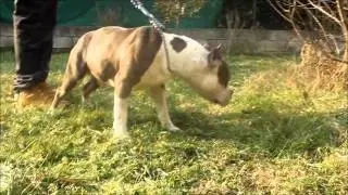 kingpinline el basco