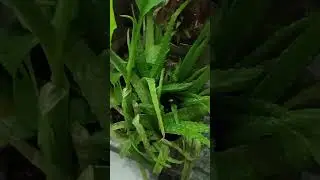 Alovera ke fayde #healthtips #benefitsofaloevera #swamiramdevayurvedictips