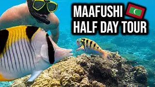 The Half Day Snorkeling Tour in The Maldives Is AMAZING! 🇲🇻 (Maldives)