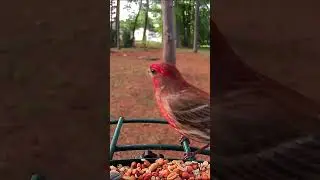 House Finch