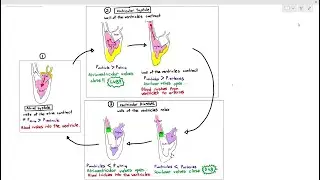8-15 Cardiac Cycle (Cambridge AS & A Level Biology, 9700)