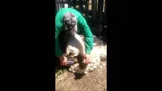Birkanyírás ollóval, suffolk