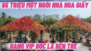 ĐỘC LẠ NGÔI NHÀ HOA GIẤY 65 TRIỆU ĐẸP LUNG LINH LÀNG HOA GIẤY PHÚ SƠN TẾT 2026